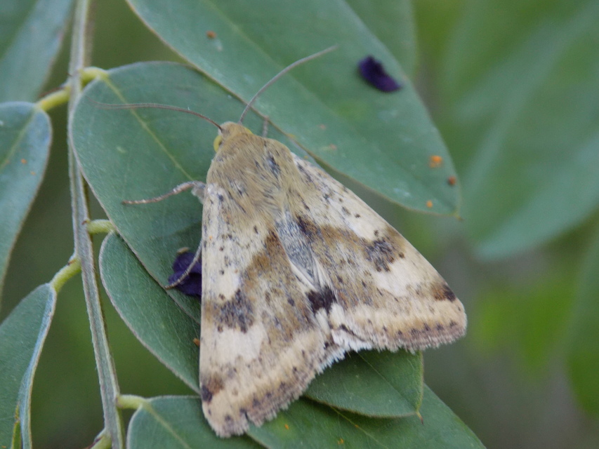 Heliothis adaucta - somkóróbagoly