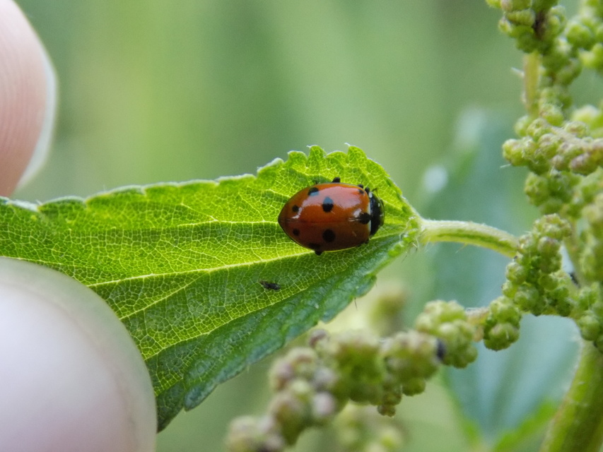 Hippodamia variegata - tizenhárompettyes katica