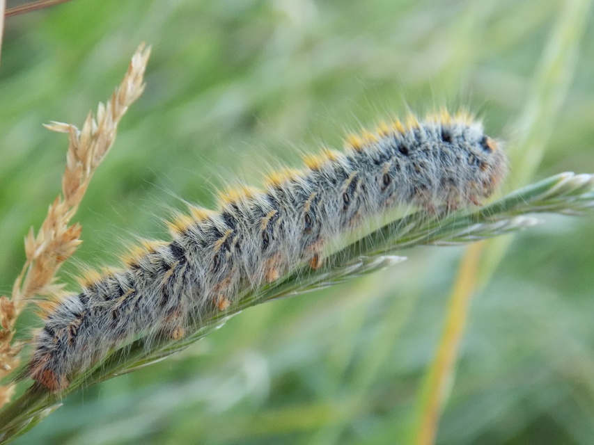 Lasiocampa trifolii - lóhereszövő