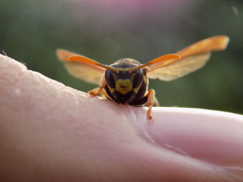 Polistes dominulus - déli papírdarázs