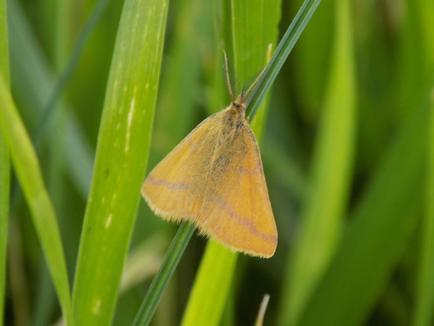 Lythria purpuraria - bíborsávos araszoló