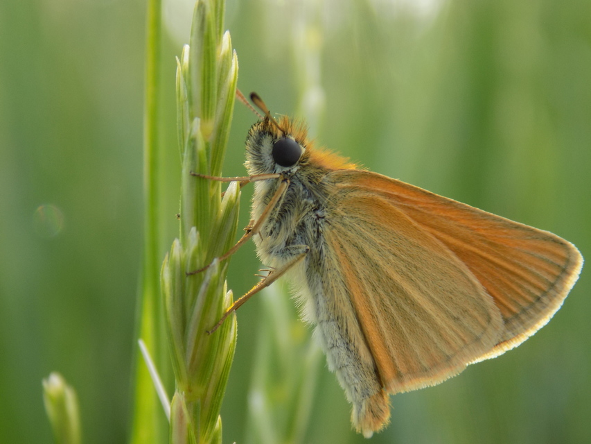 Thymelicus lineola - vonalas busalepke