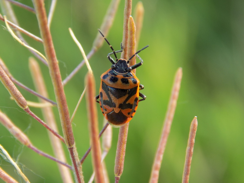 Eurydema ornata - díszespoloska