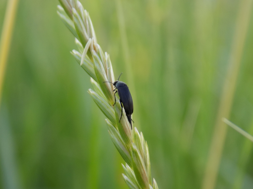 Mordellidae - marókafélék