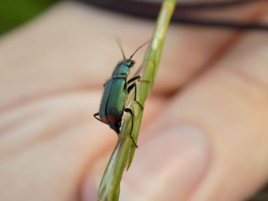 Clanoptilus