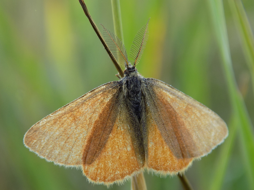 Lythria purpuraria - bíborsávos araszoló