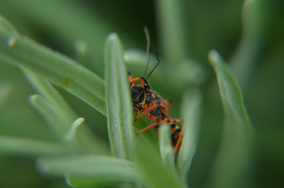 Rhynocoris iracundus - közönséges gyilkospoloska