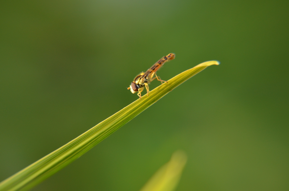 Sphaerophoria