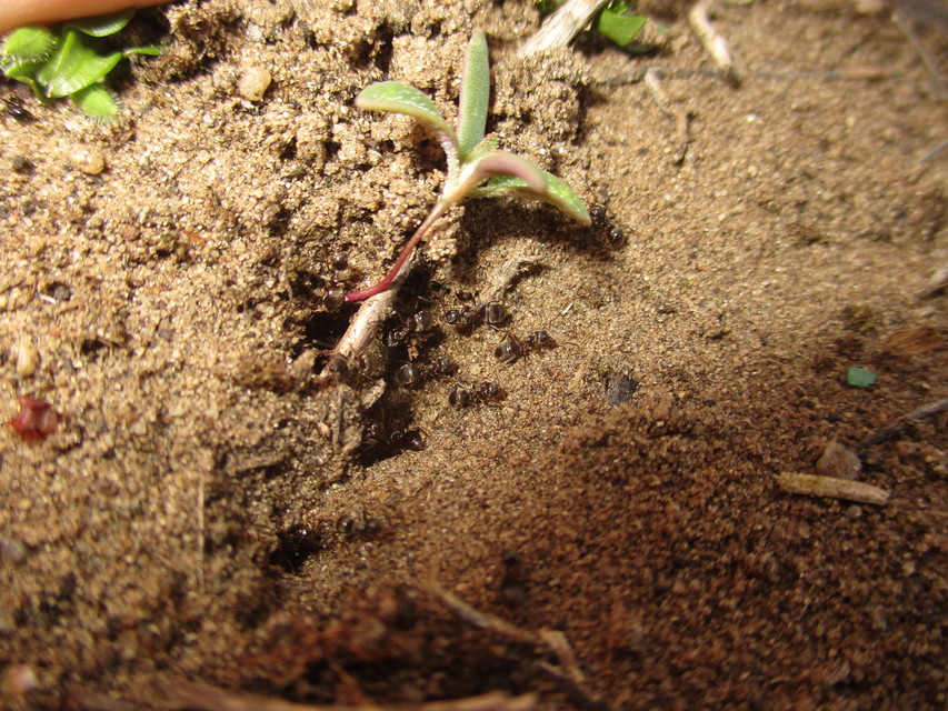 Lasius