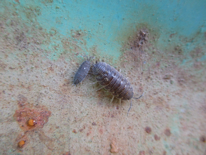 Porcellio scaber - érdes pinceászka