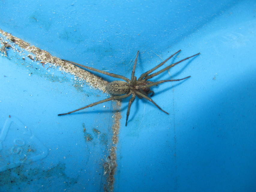Eratigena agrestis - réti zugpók