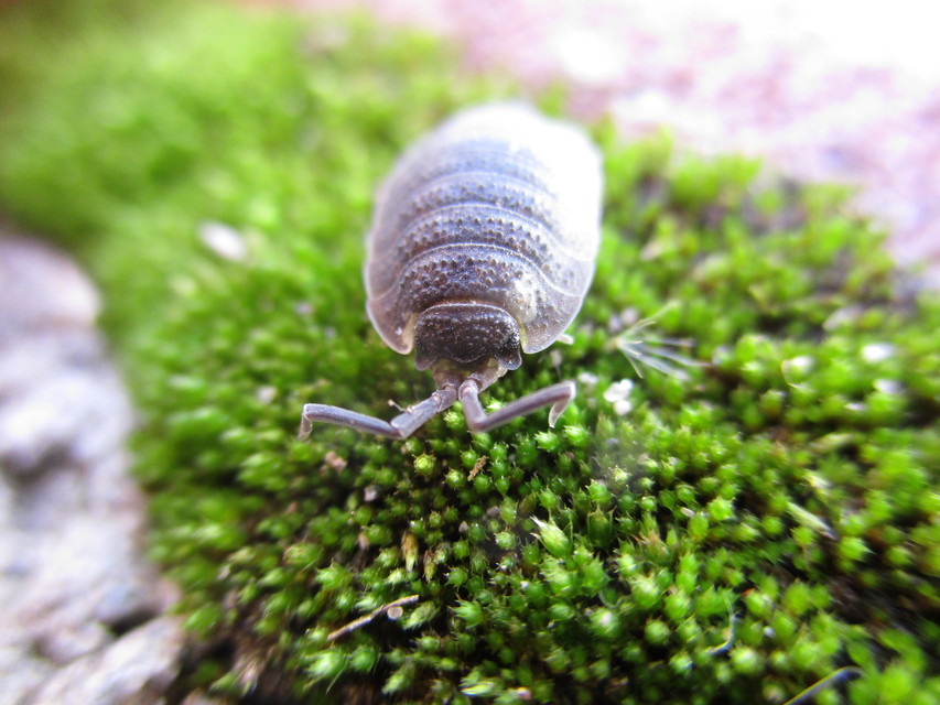 Porcellio scaber - érdes pinceászka