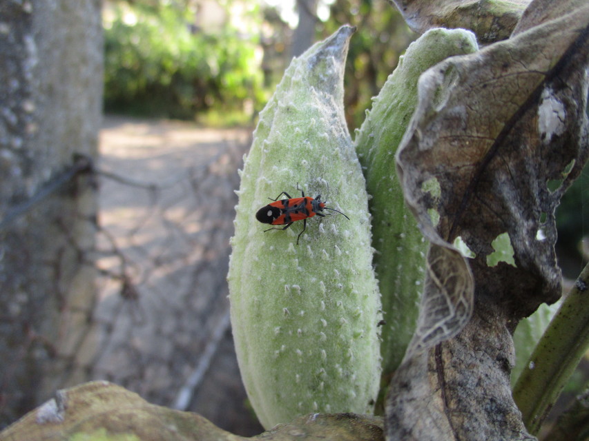 Lygaeus simulans - hamis lovagbodobács
