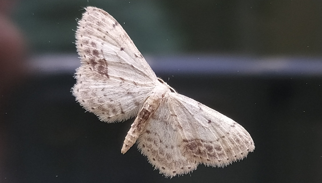 Idaea dimidiata - gyakori apróaraszoló