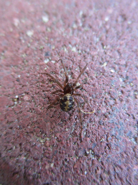 Steatoda triangulosa - háromszöges faggyúpók