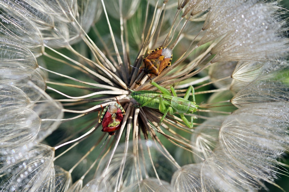 Tettigonia viridissima - zöld lombszöcske