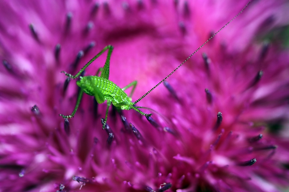 Leptophyes