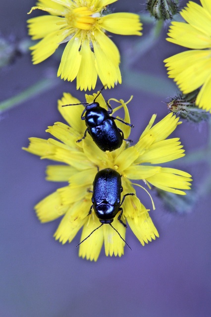 Cryptocephalus