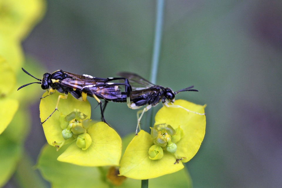 Tenthredinidae - valódi levéldarazsak
