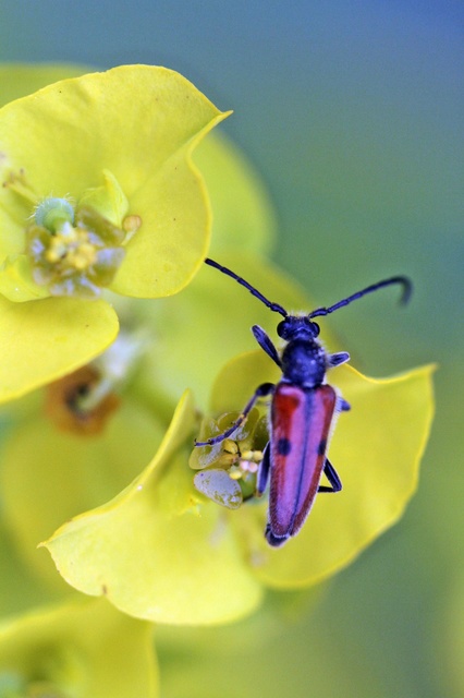 Vadonia unipunctata - kétpettyes virágcincér