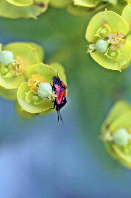 Deraeocoris rutilus - cinóber mezeipoloska