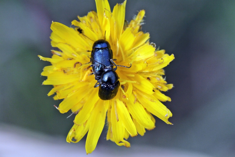 Cryptocephalus