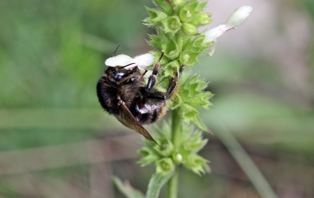 Hymenoptera - Hártyásszárnyúak