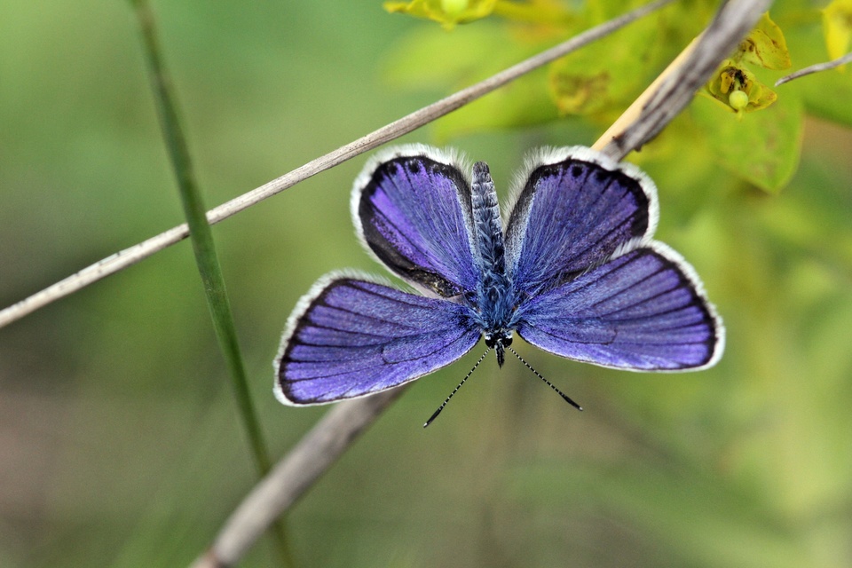 Plebejus argus - ezüstös boglárka