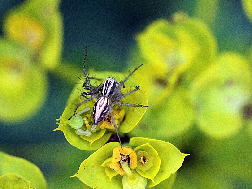 Oxyopes lineatus