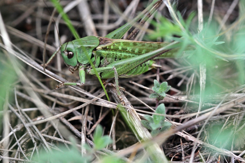 Decticus verrucivorus - szemölcsevő szöcske