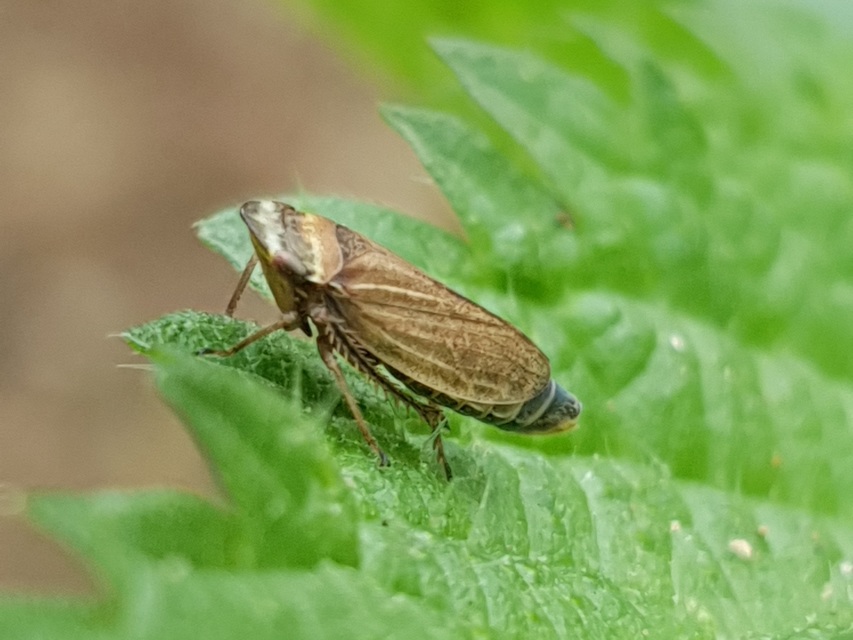 Aphrodes