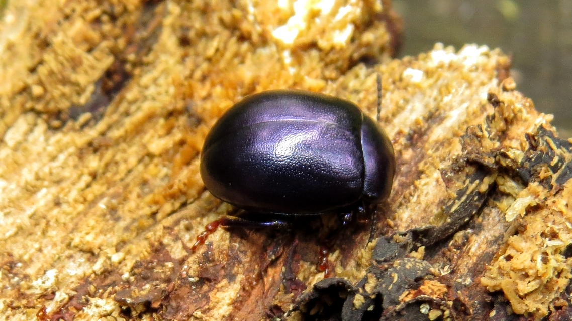Chrysolina sturmi - vöröslábú levelész