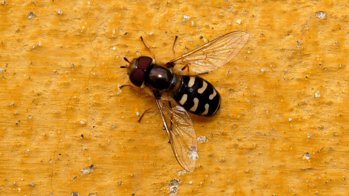 Scaeva pyrastri - gyakori nagyhomlokúlégy
