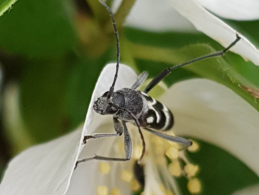 Chlorophorus figuratus - rajzos darázscincér