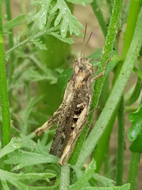Chorthippus brunneus - közönséges tarlósáska