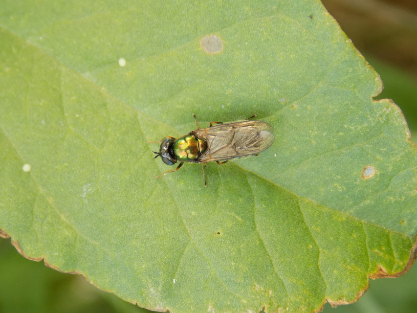 Chloromyia