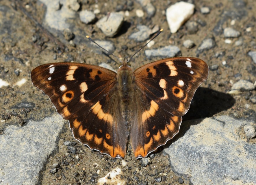 Apatura ilia - kis színjátszólepke