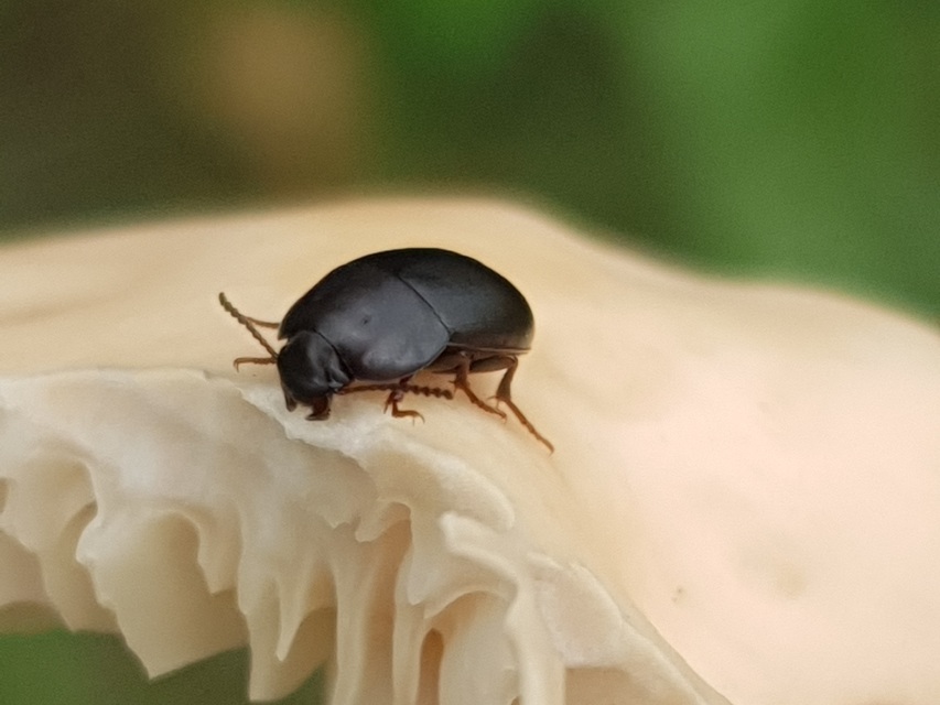 Crypticus quisquilius - fürge gyászbogár