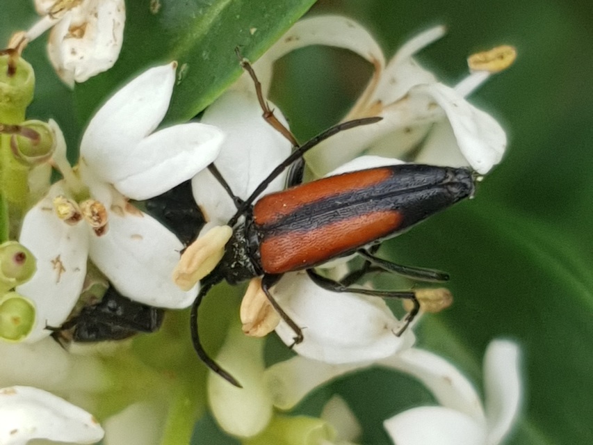 Stenurella melanura - feketevégű karcsúcincér
