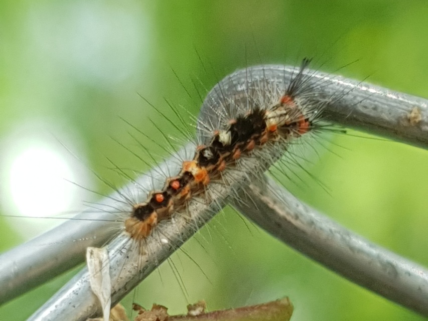 Orgyia antiqua - rozsdabarna kisszövő