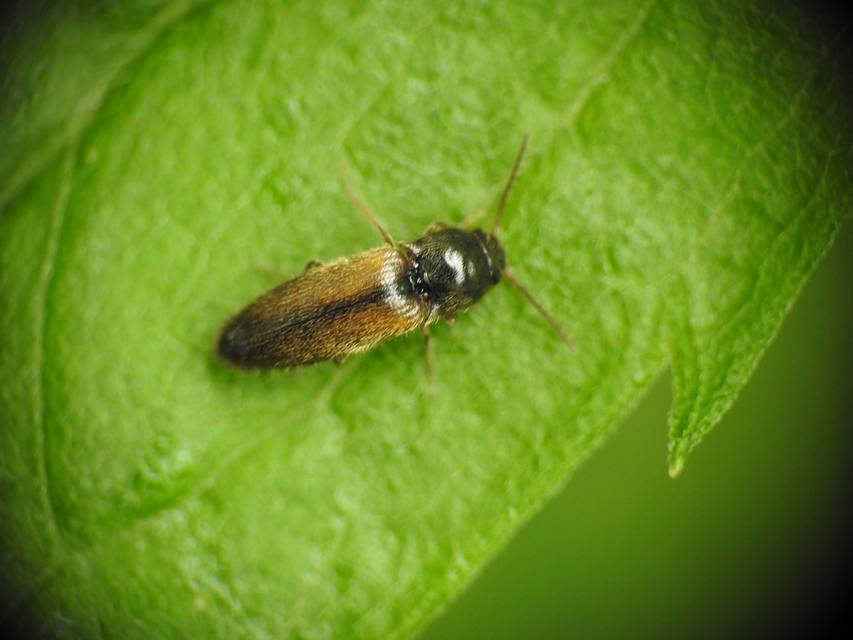 Adrastus