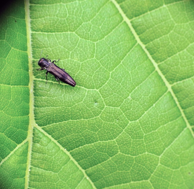 Agrilus derasofasciatus - szőlő-karcsúdíszbogár