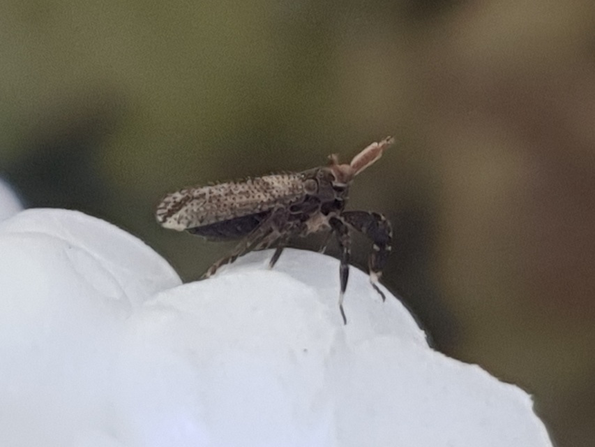 Asiraca clavicornis