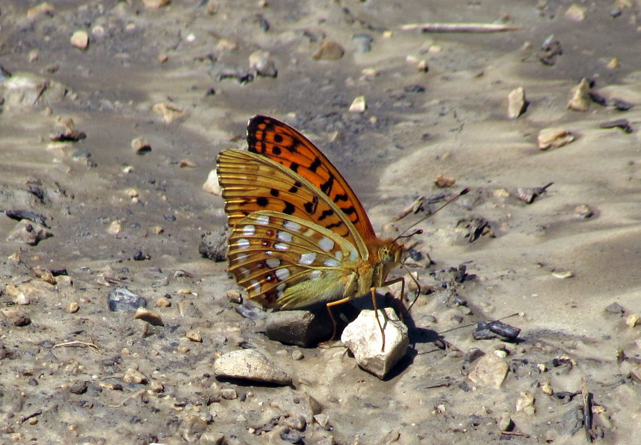 Argynnis adippe - ezüstös gyöngyházlepke