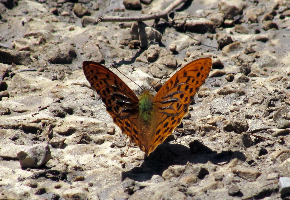 Argynnis paphia - nagy gyöngyházlepke