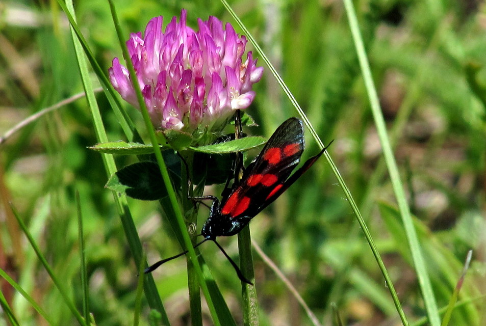 Zygaena filipendulae - acélszínű csüngőlepke