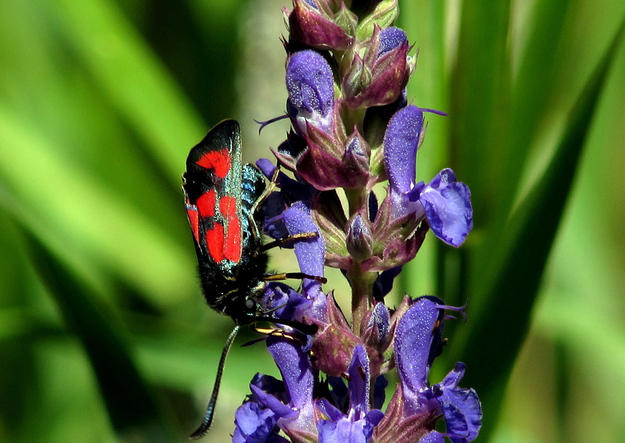 Zygaena loti - közönséges csüngőlepke