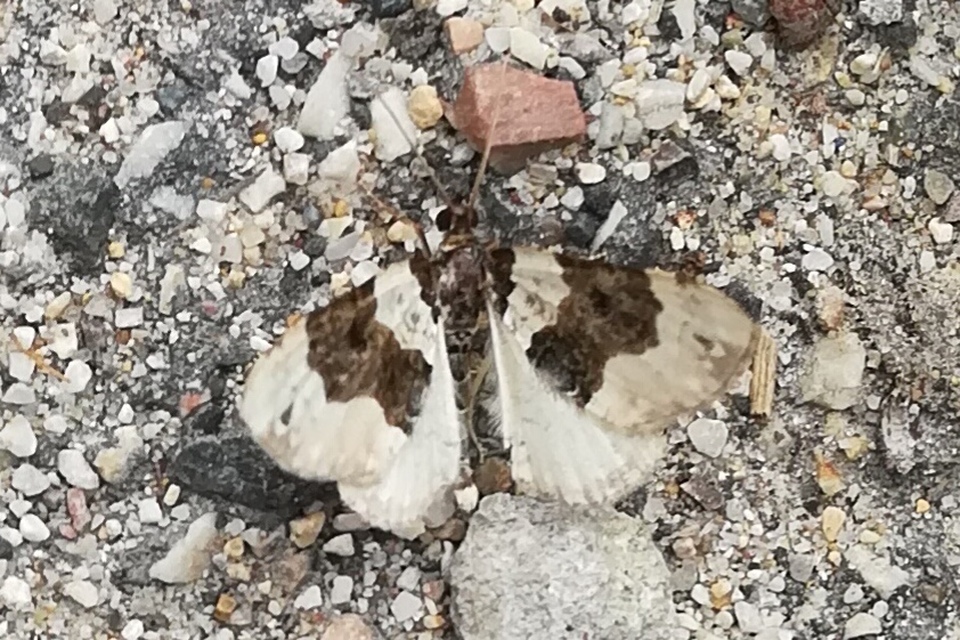 Cosmorhoe ocellata - szemes galajaraszoló