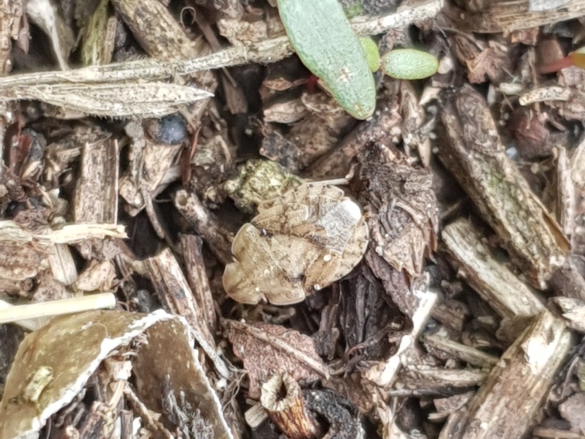 Sciocoris Sciocoris