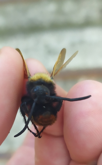 Megascolia maculata - óriás-tőrösdarázs